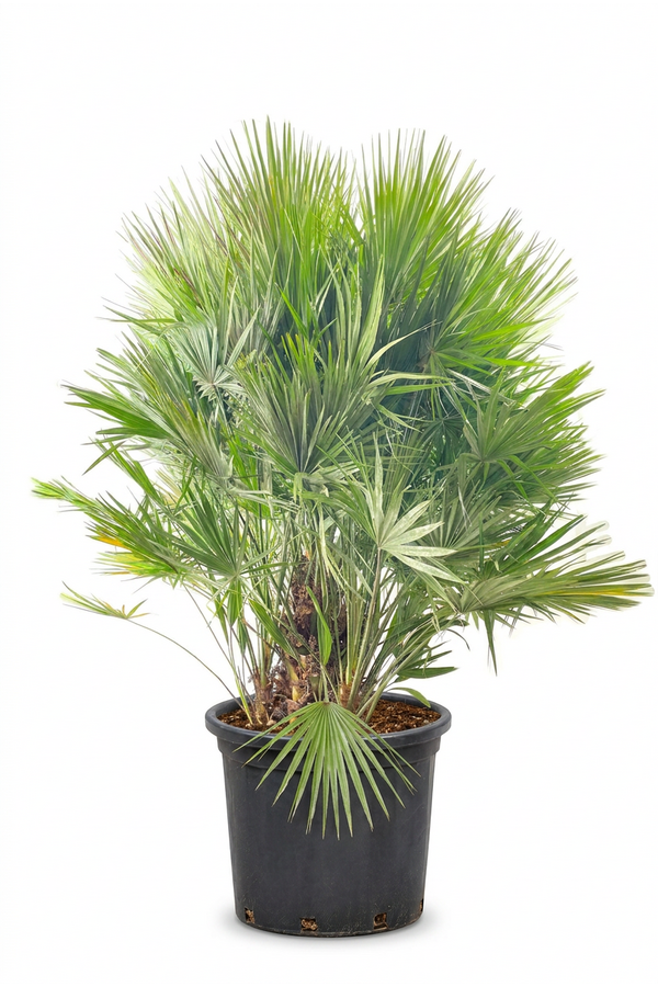 Chamaerops humilis