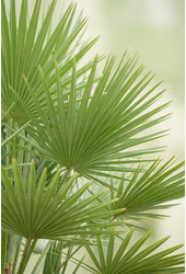 Chamaerops humilis
