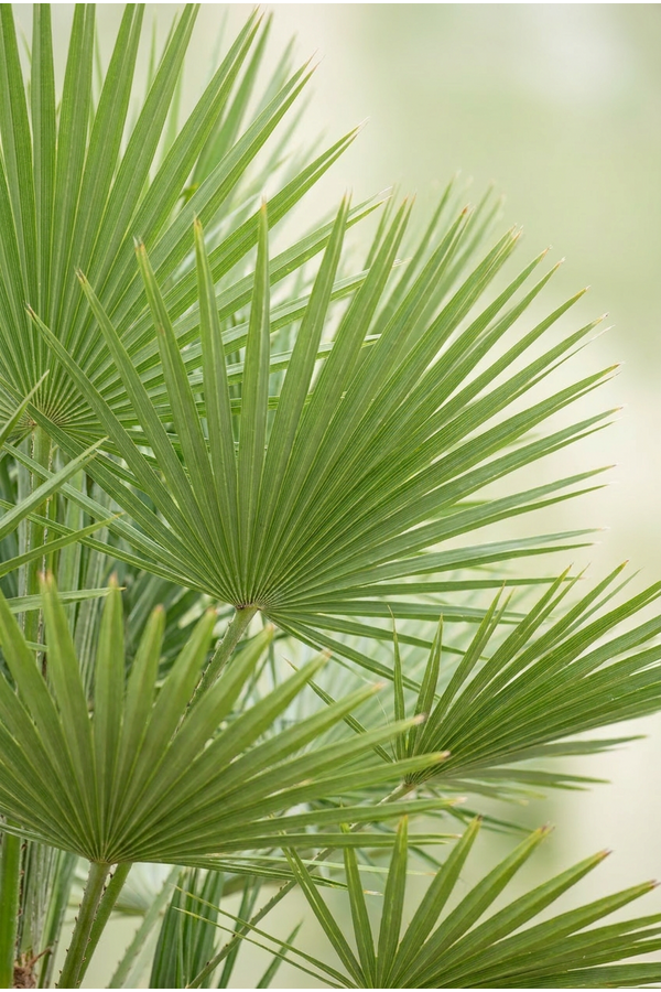 Chamaerops humilis
