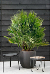 Chamaerops humilis