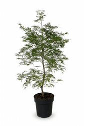 Acer Dissectum