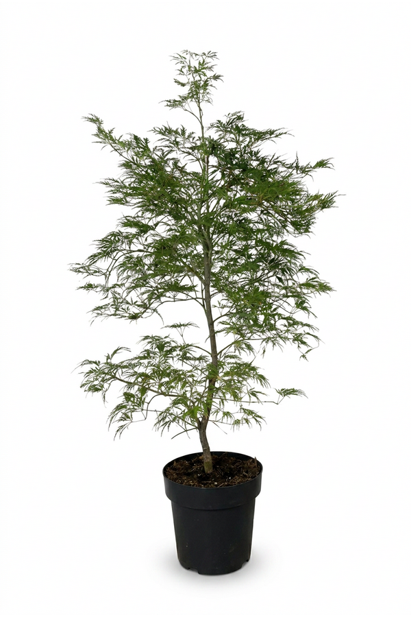 Acer Dissectum