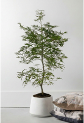 Acer Dissectum