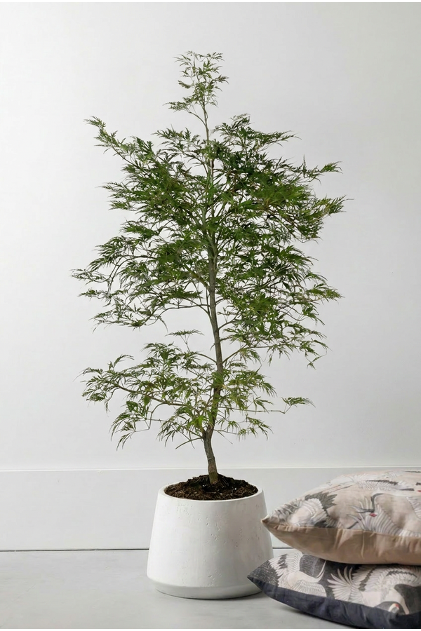 Acer Dissectum