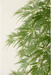 Acer Dissectum