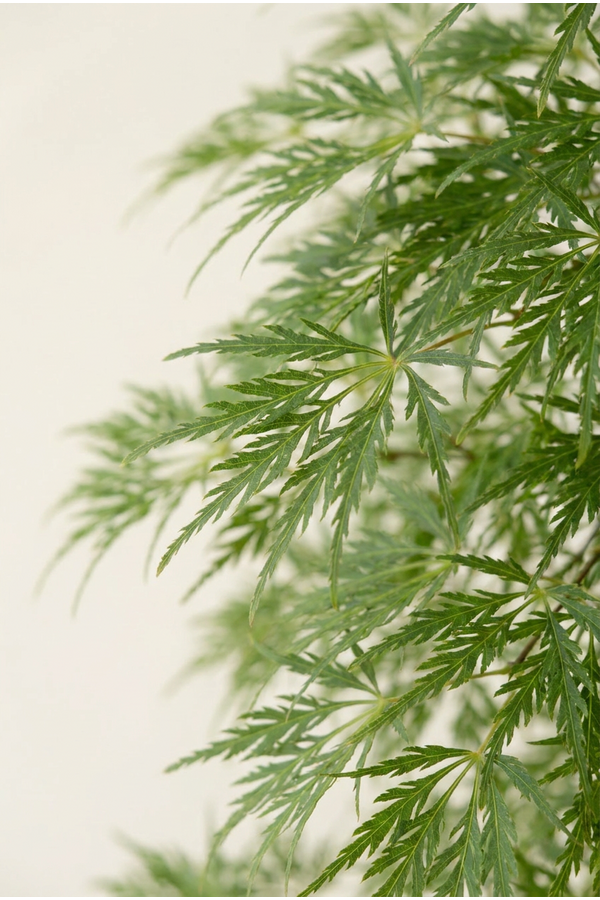 Acer Dissectum