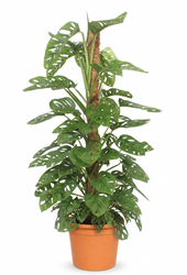 Monstera Monkey Leaf