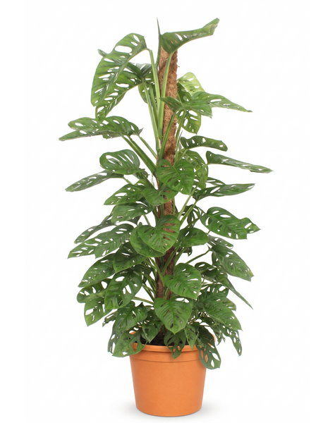 Monstera Monkey Leaf
