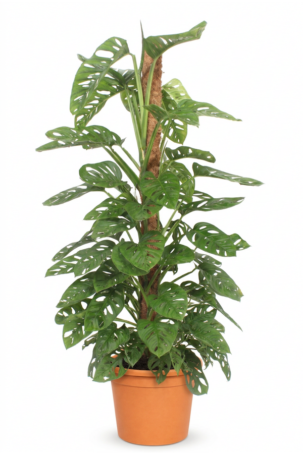 Monstera Monkey Leaf