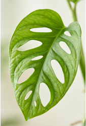Monstera Monkey Leaf