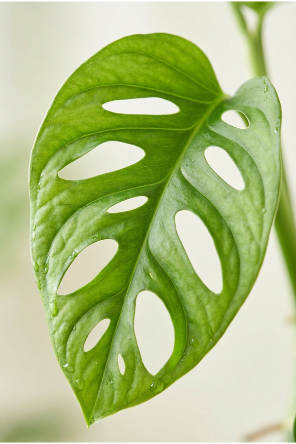 Monstera Monkey Leaf
