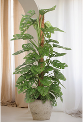 Monstera Monkey Leaf