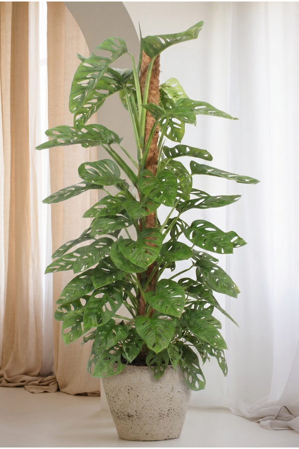 Monstera Monkey Leaf