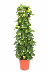Epipremnum Aureum