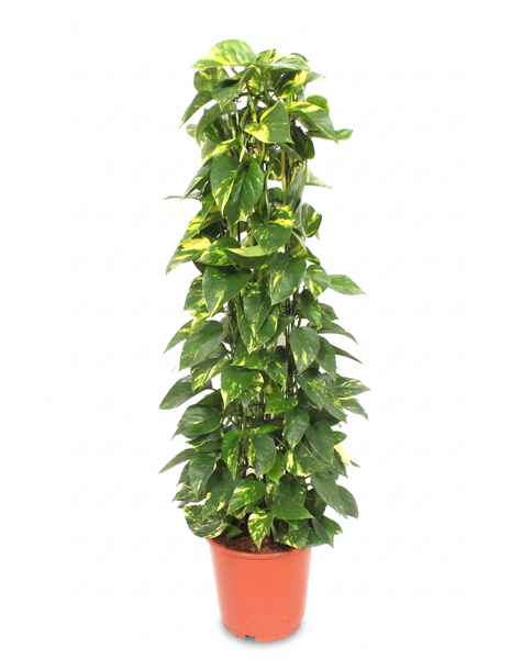 Epipremnum Aureum