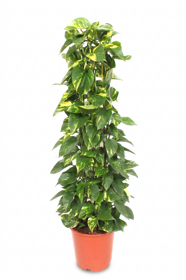 Epipremnum Aureum