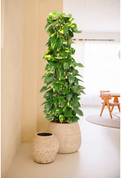 Epipremnum Aureum