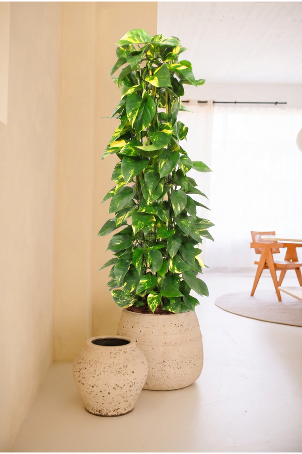 Epipremnum Aureum