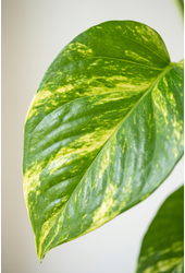 Epipremnum Aureum