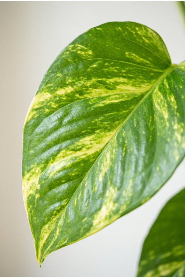 Epipremnum Aureum