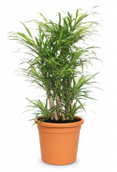 Dracaena Anita