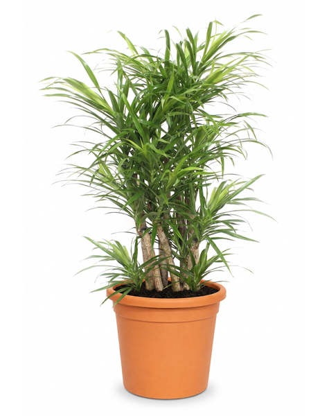 Dracaena Anita