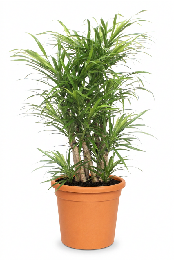 Dracaena Anita