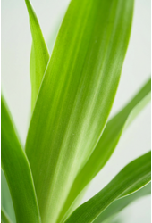 Dracaena Anita