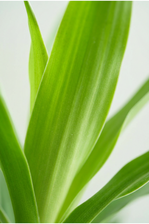 Dracaena Anita