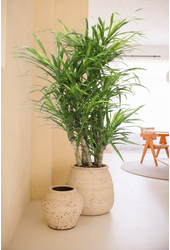 Dracaena Anita