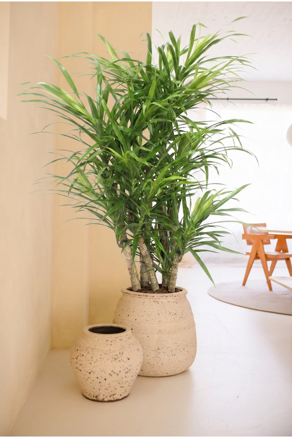 Dracaena Anita