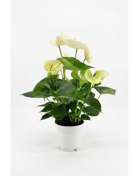 Alpine 17cm