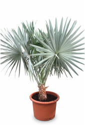 Bismarckia nobilis