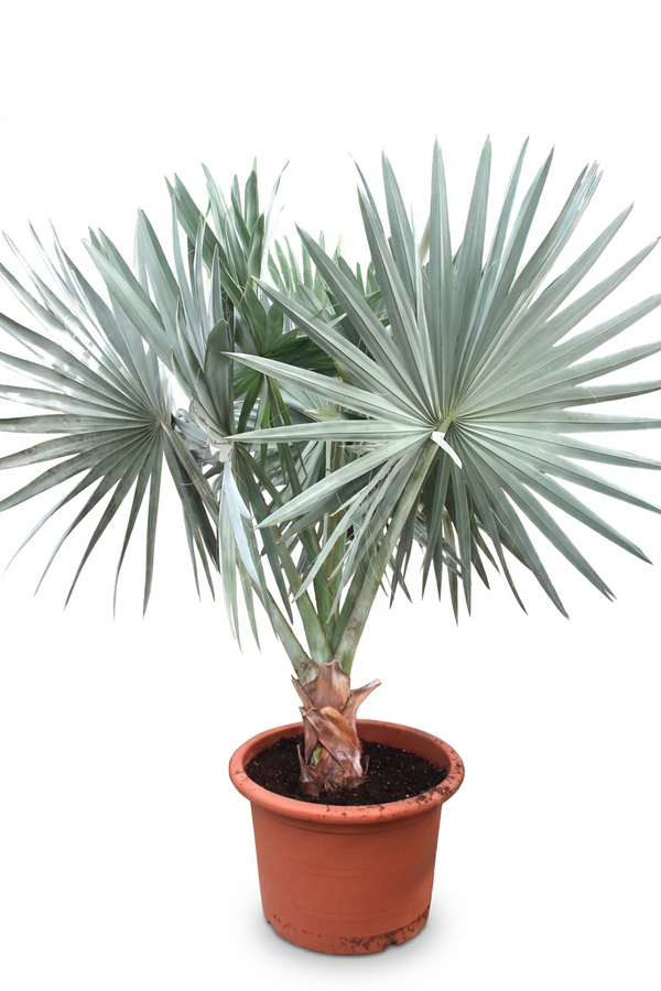 Bismarckia nobilis