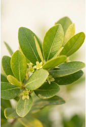 Bucida buceras