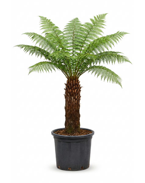 Dicksonia antarctica