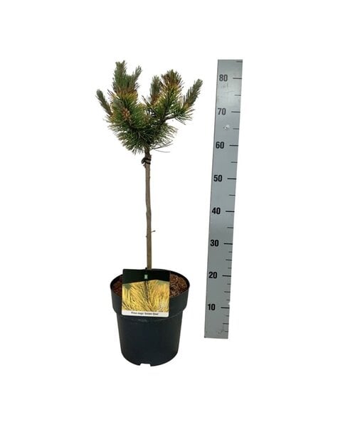 Pinus
