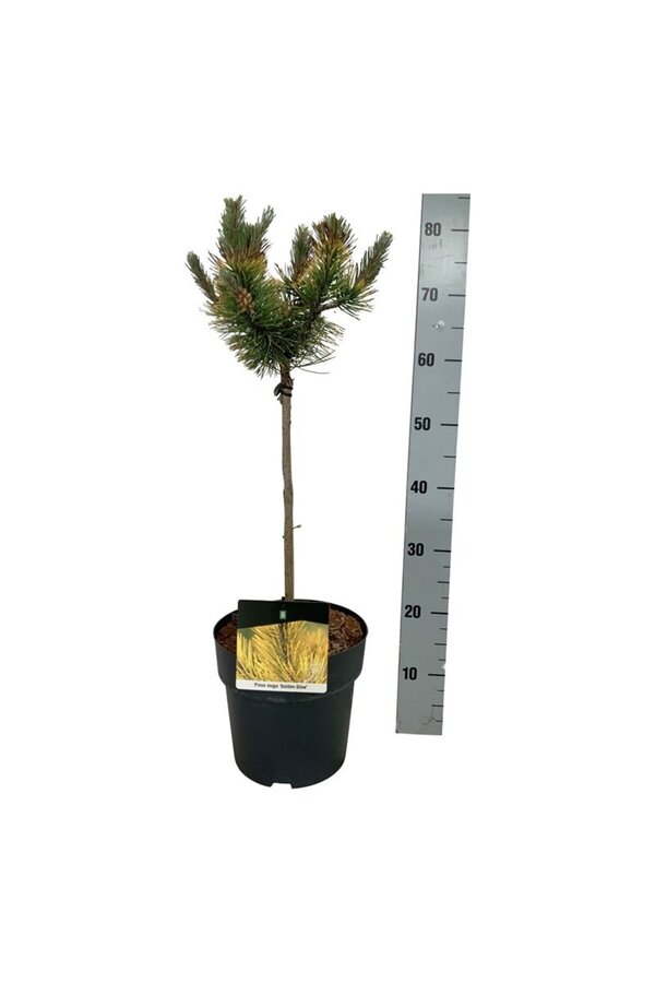 Sosna Pinus mugo Golden Glow