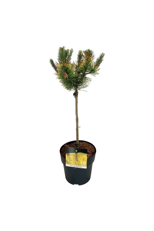 Sosna Pinus mugo Golden Glow