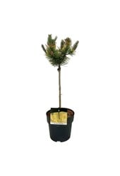 Sosna Pinus mugo Golden Glow