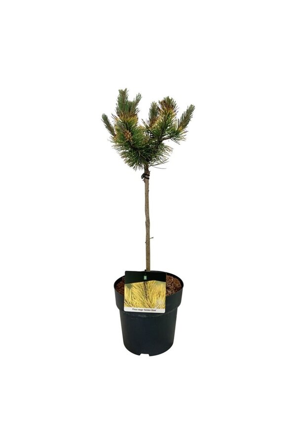 Sosna Pinus mugo Golden Glow