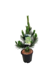 Sosna Pinus Satellit