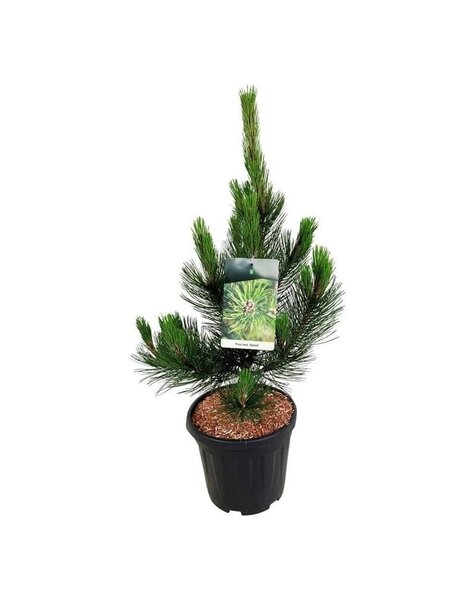 Pinus
