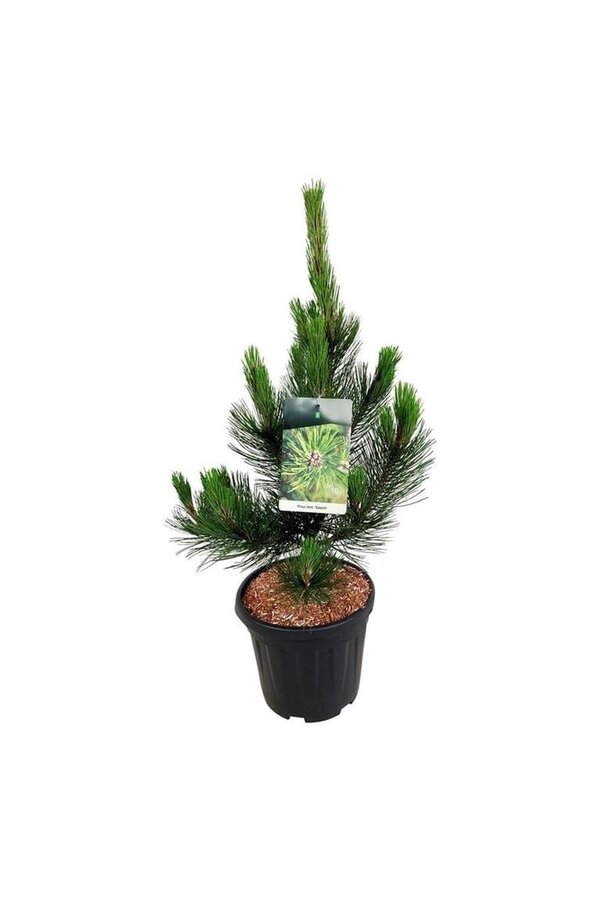 Sosna Pinus Satellit
