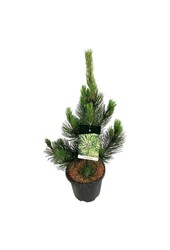 Sosna Pinus Satellit