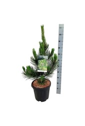 Sosna Pinus Satellit