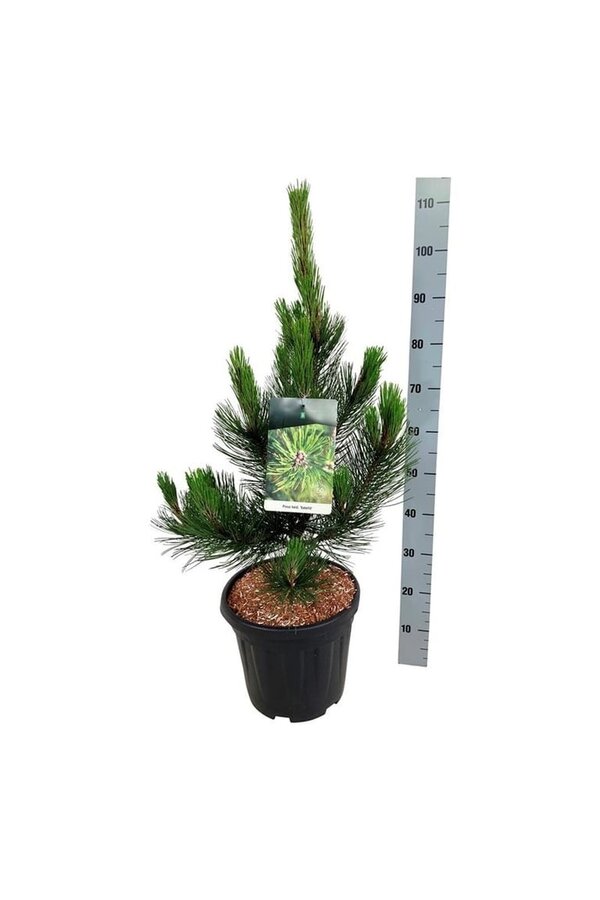 Sosna Pinus Satellit