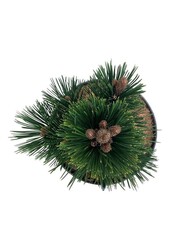 Sosna Pinus Malinki