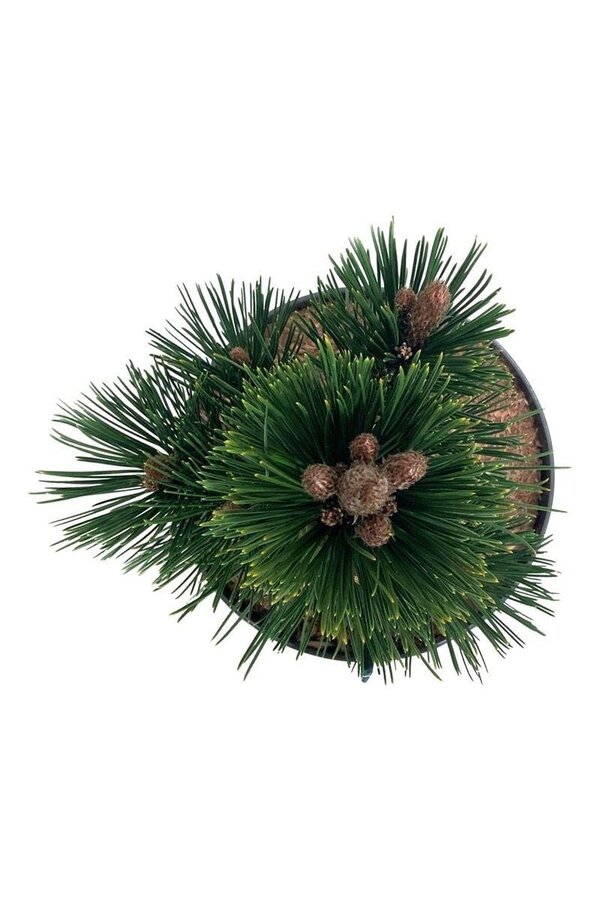 Sosna Pinus Malinki