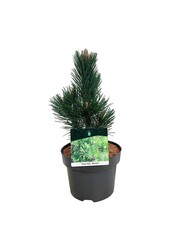 Sosna Pinus Malinki
